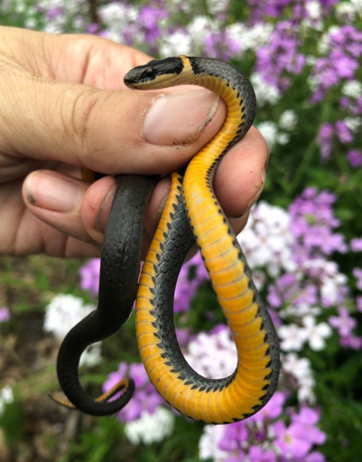 Northern Ringneck Snake